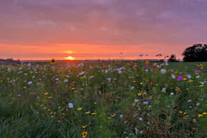 Minicamping de Westert - Sonnenuntergang über der Blumenwiese
