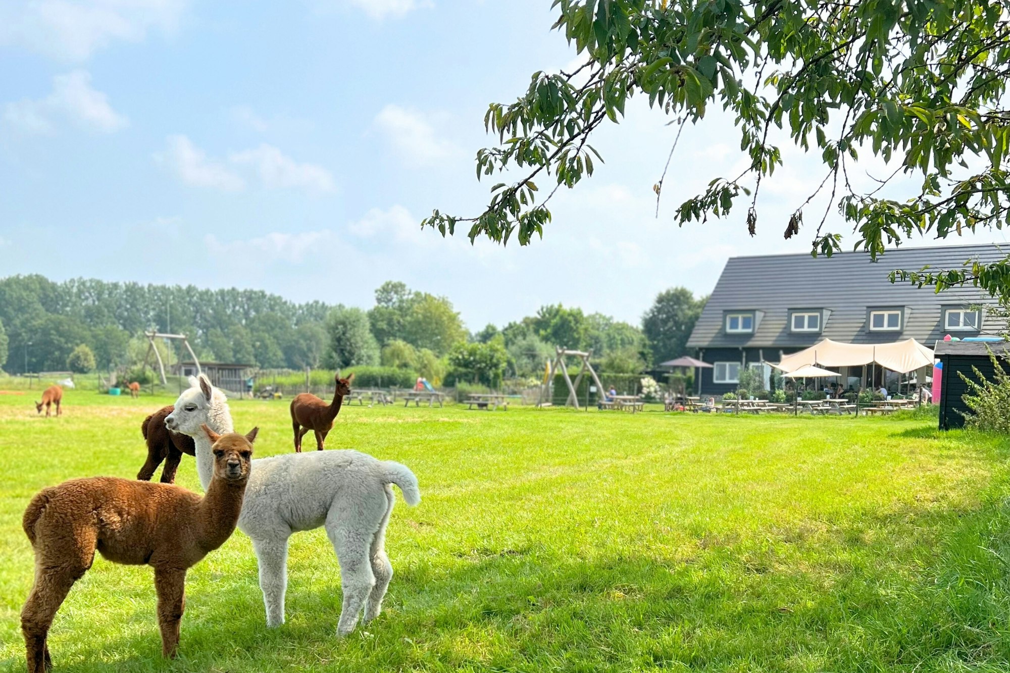 Wilgenhart - Alpakas auf dem Campingplatz