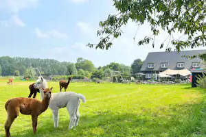 Alpakas auf der grünen Wiese vor einem Gebäude mit Terrasse und Sonnenschirmen, im Hintergrund weitere Tiere und Bäume.