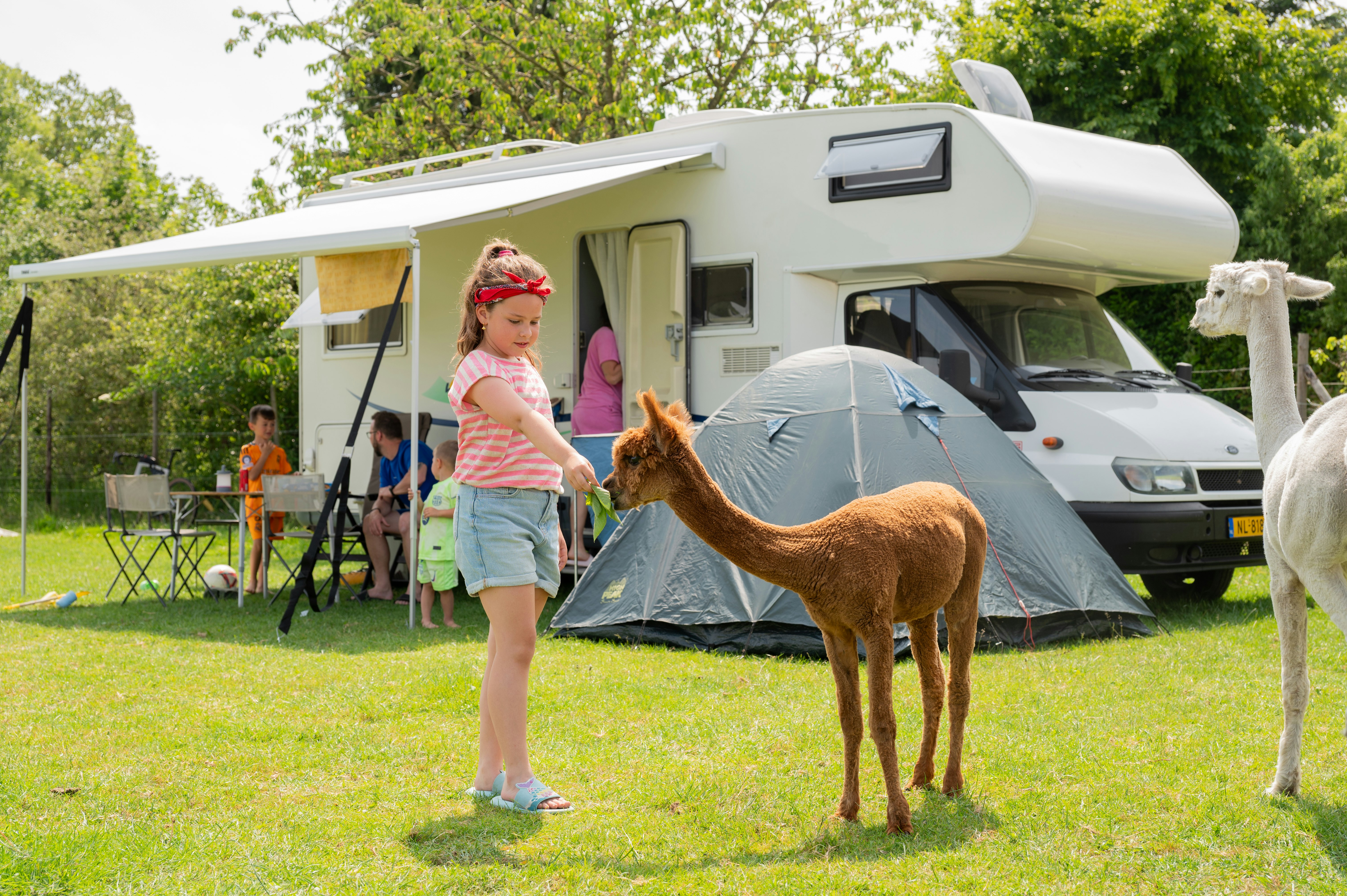 Wohnmobil und Zelt auf dem Campingplatz im Grünen, daneben ein Kind mit einem braunen Lama und ein weiteres Tier im Vordergrund.
