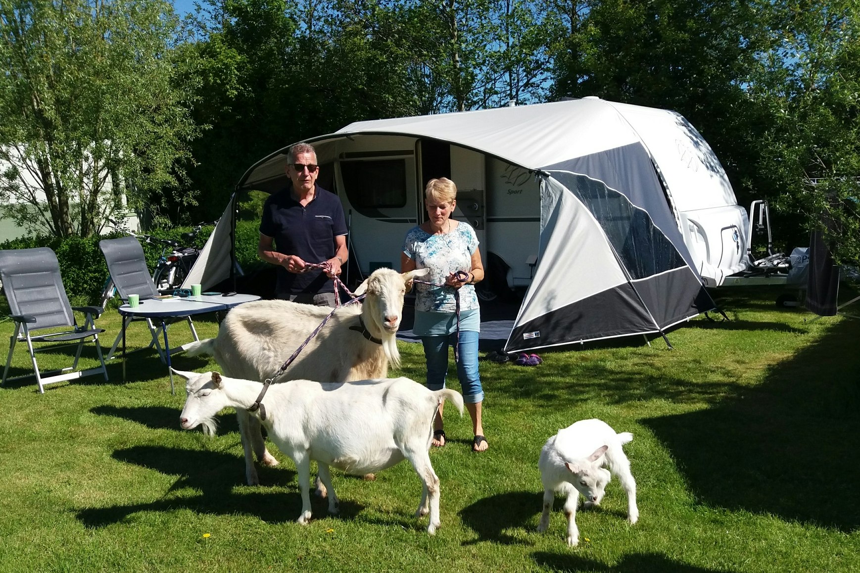 Minicamping Het Twiskerveld - Ziegen auf dem Campingplatz