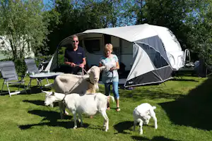 Minicamping Het Twiskerveld - Ziegen auf dem Campingplatz
