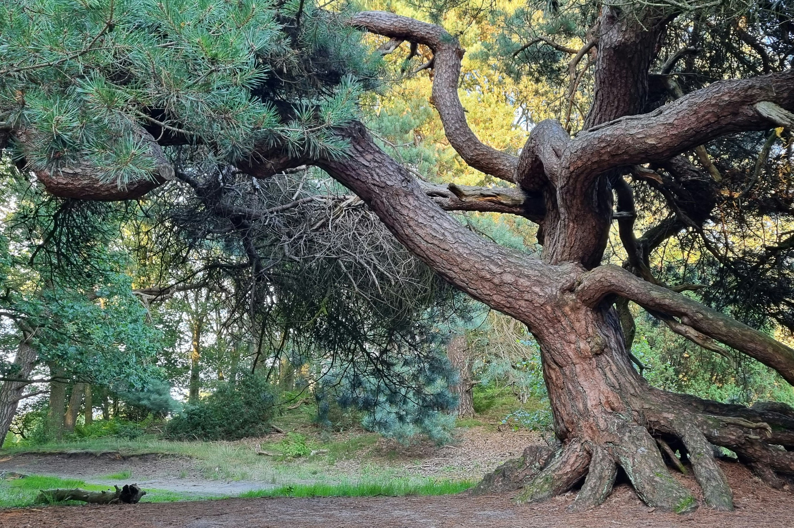 Camping Landgoed Geuzenbos - Campingplatz mit Bäumen und Wald