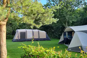 Mehrere Campingzelte auf grünem Rasen, im Hintergrund Bäume und ein weiteres Zelt mit offener Tür.