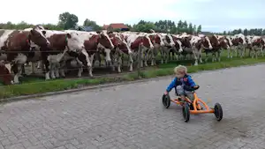 Ein Kind im Kinderwagen fährt auf dem gepflasterten Weg am Zaun einer Kuhweide entlang.