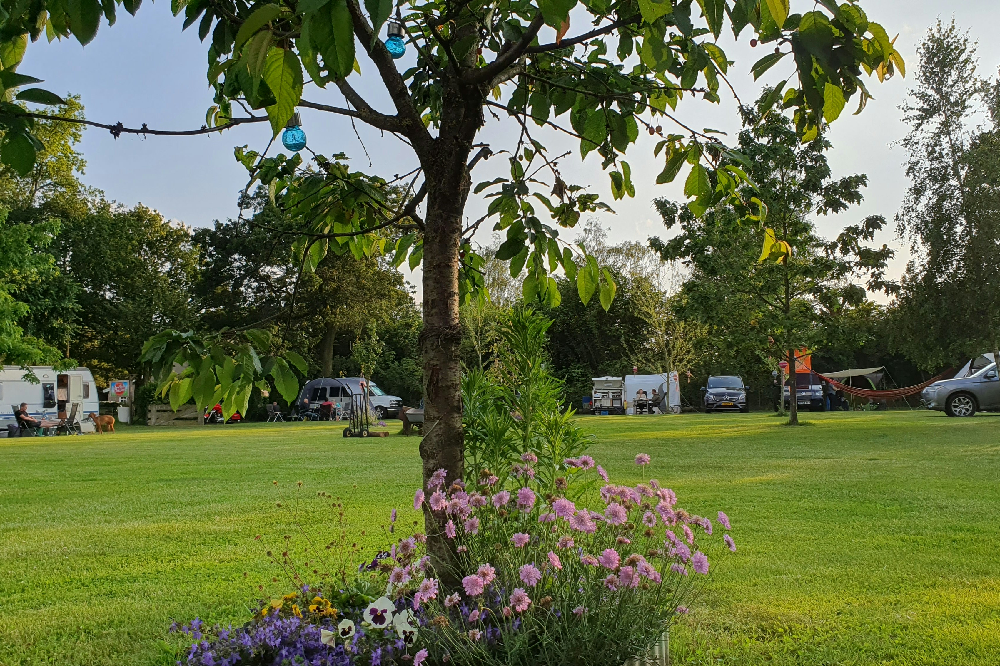 Minicamping Mortels Buiten - Standplatzwiese auf dem Campingplatz