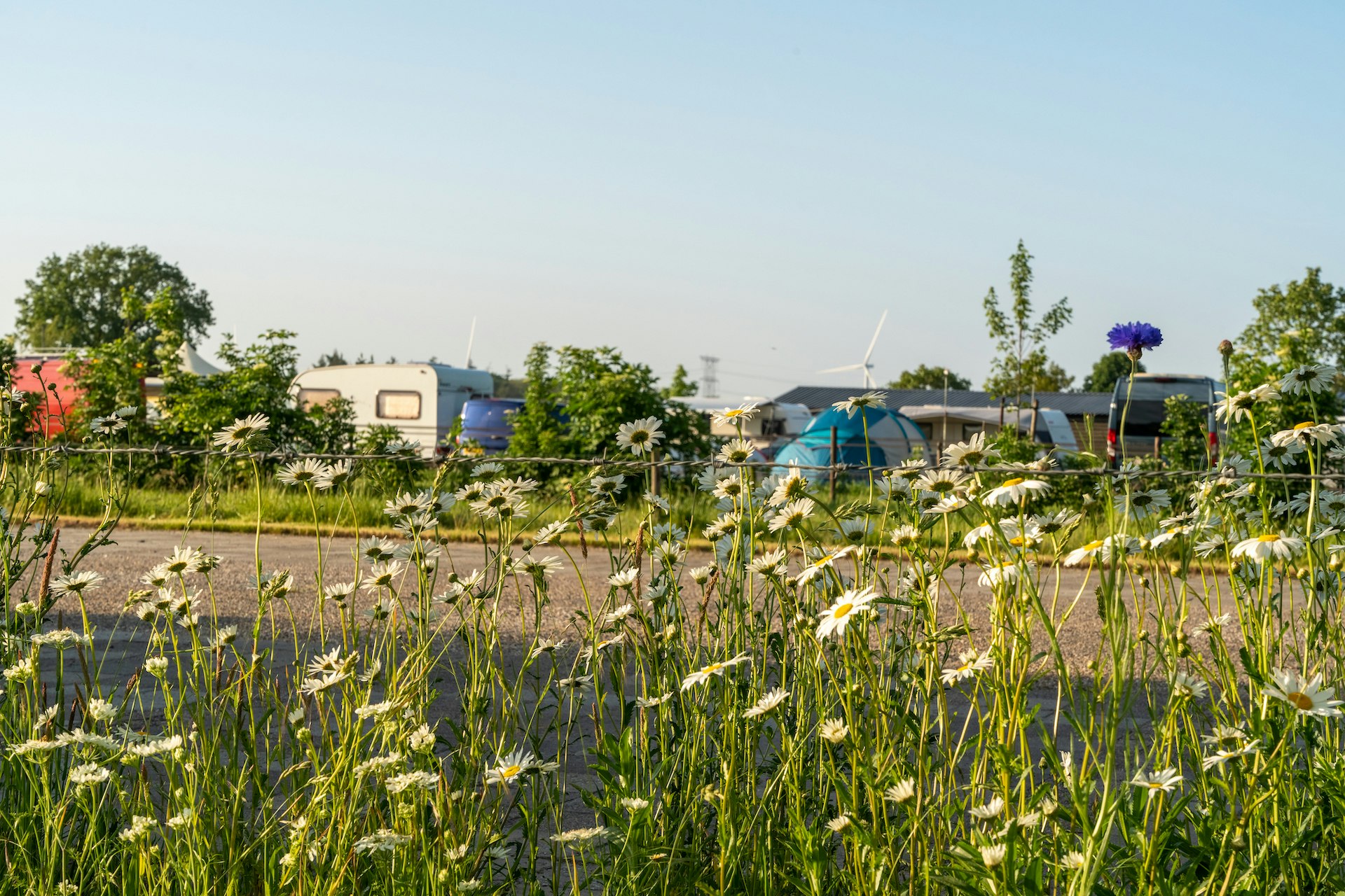 Minicamping Oisterwijk  Minicamping  Oisterwijk - Wildblumen auf der Wiese vor den Stellplätzen