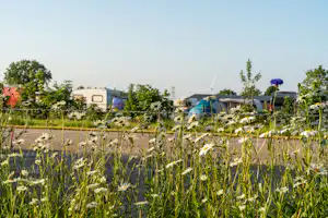 Minicamping Oisterwijk Minicamping Oisterwijk - Wildblumen auf der Wiese vor den Stellplätzen