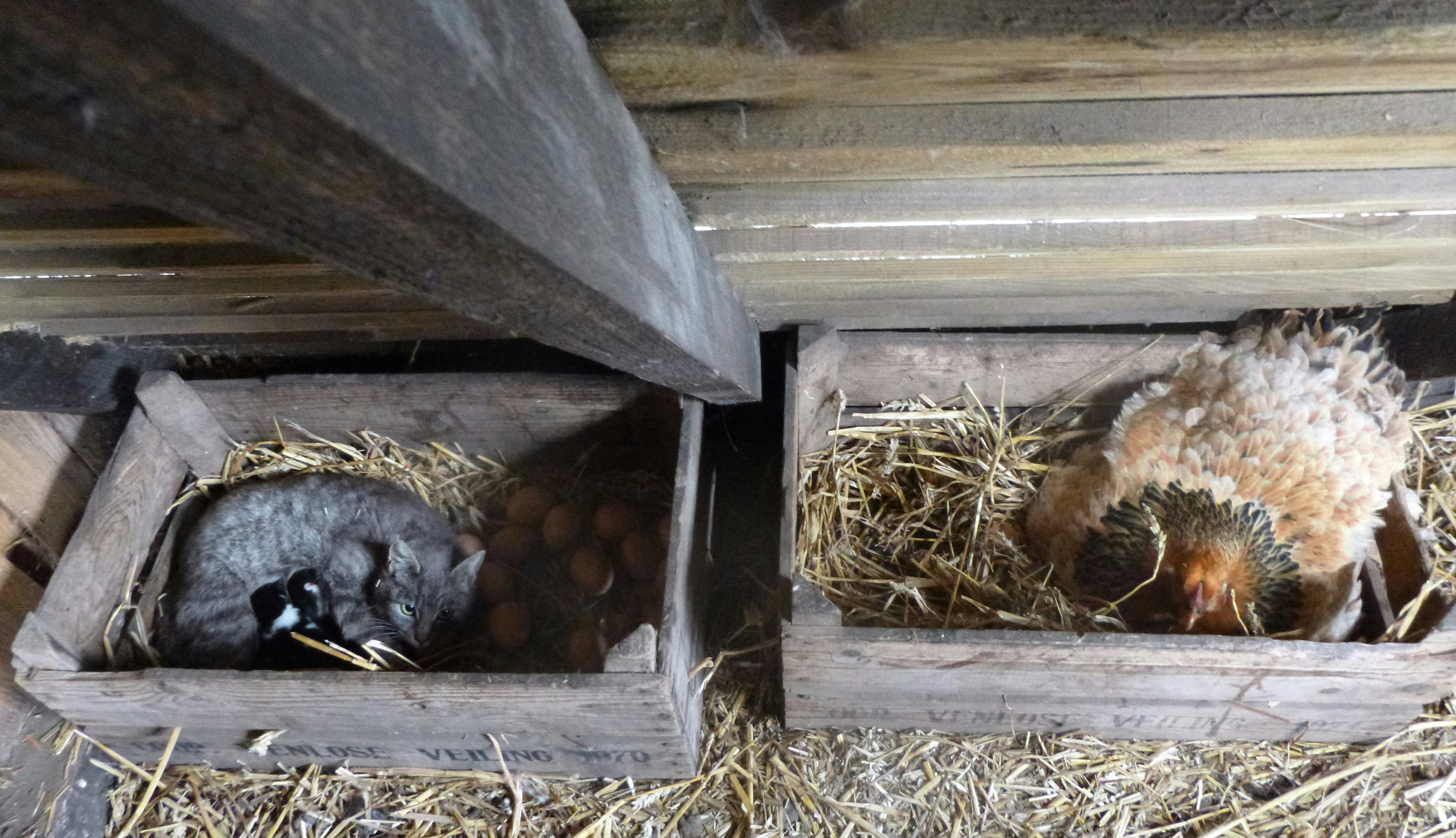 Minicamping Op den Boender