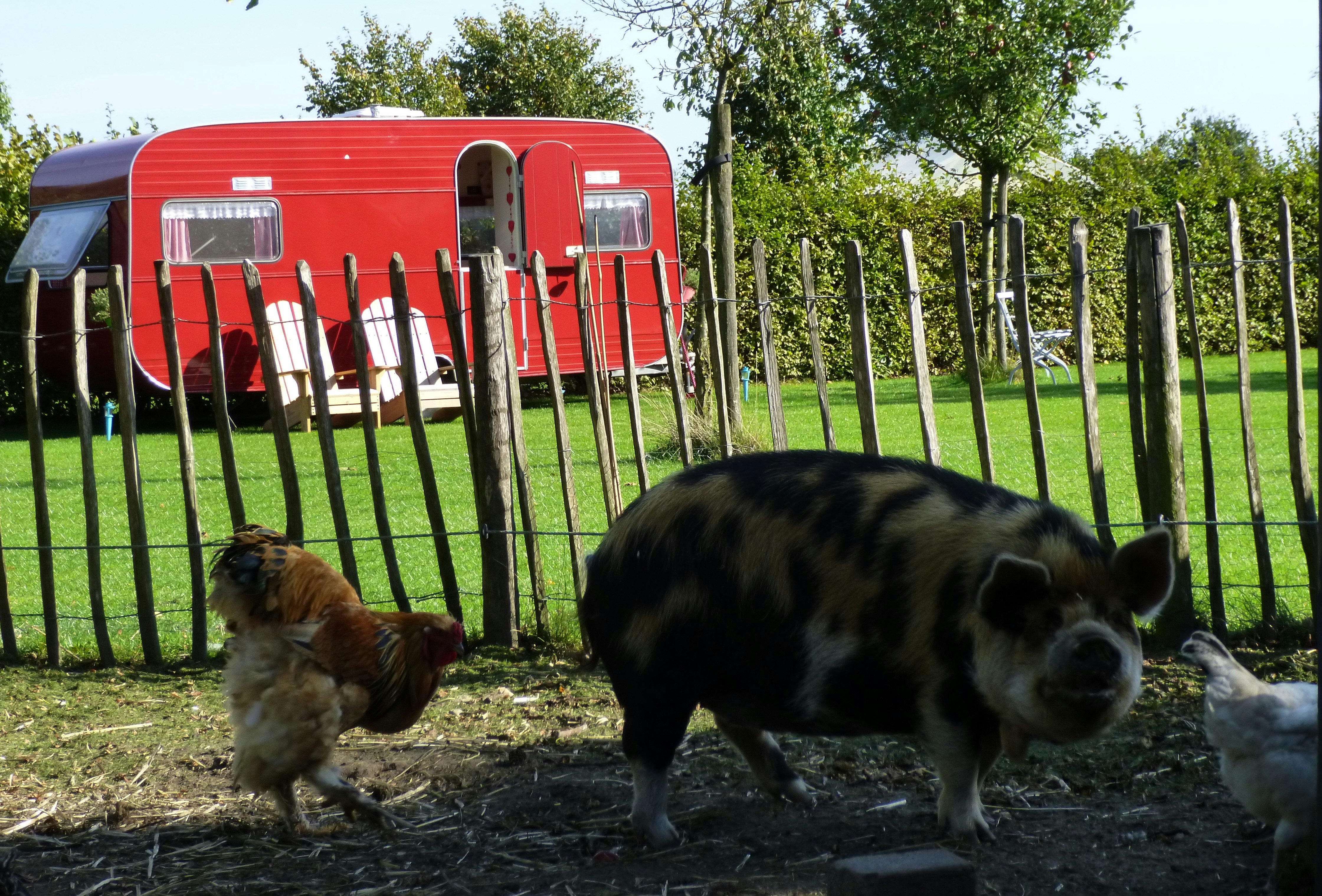 Minicamping Op den Boender