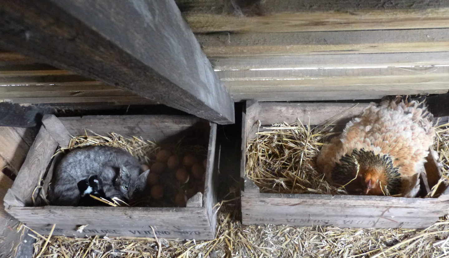 Minicamping Op den Boender