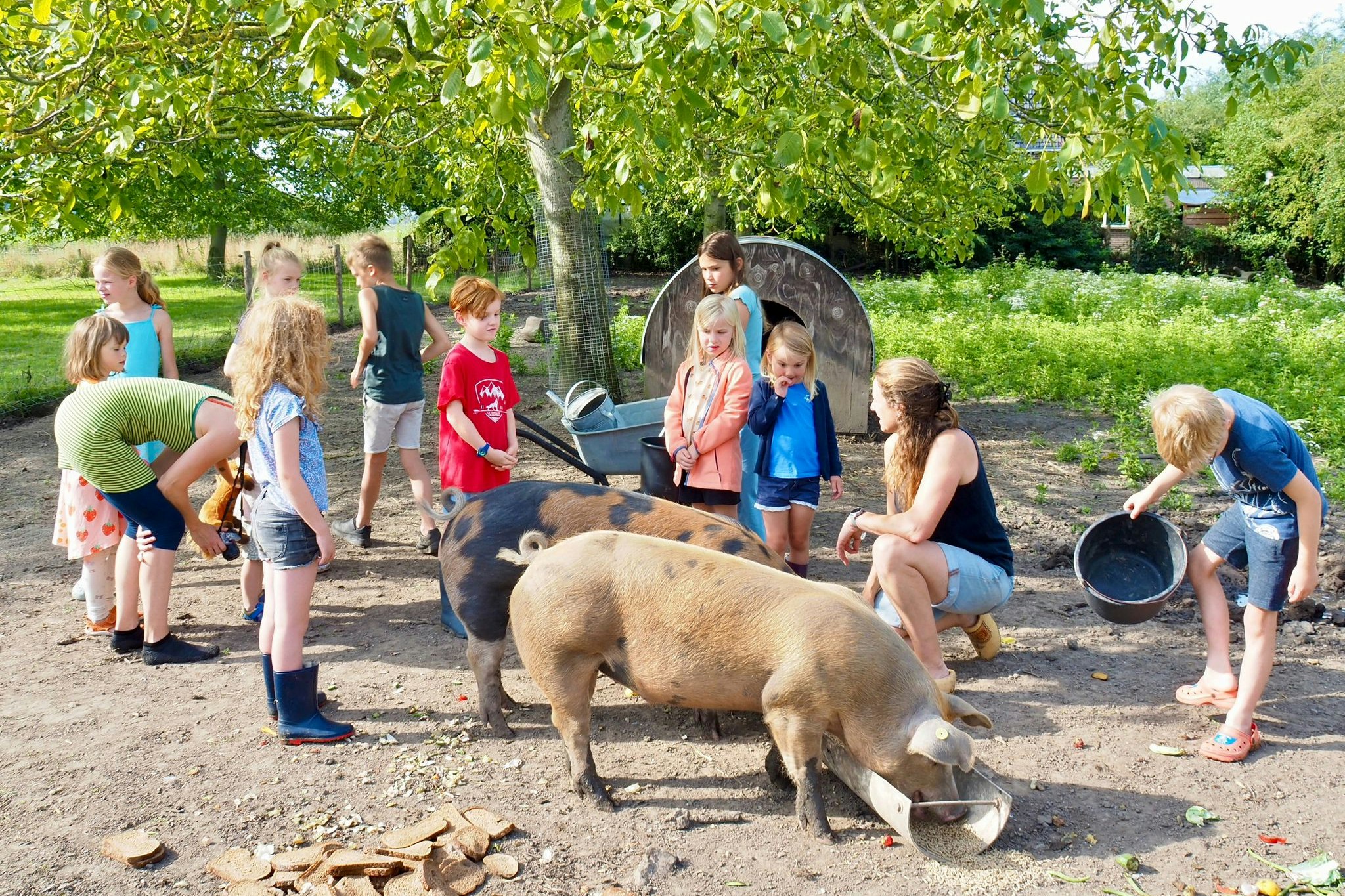 Minicamping Oranjepolder  - Kinderanimation mit Tieren auf dem Campingplatz