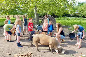 Minicamping Oranjepolder - Kinderanimation mit Tieren auf dem Campingplatz
