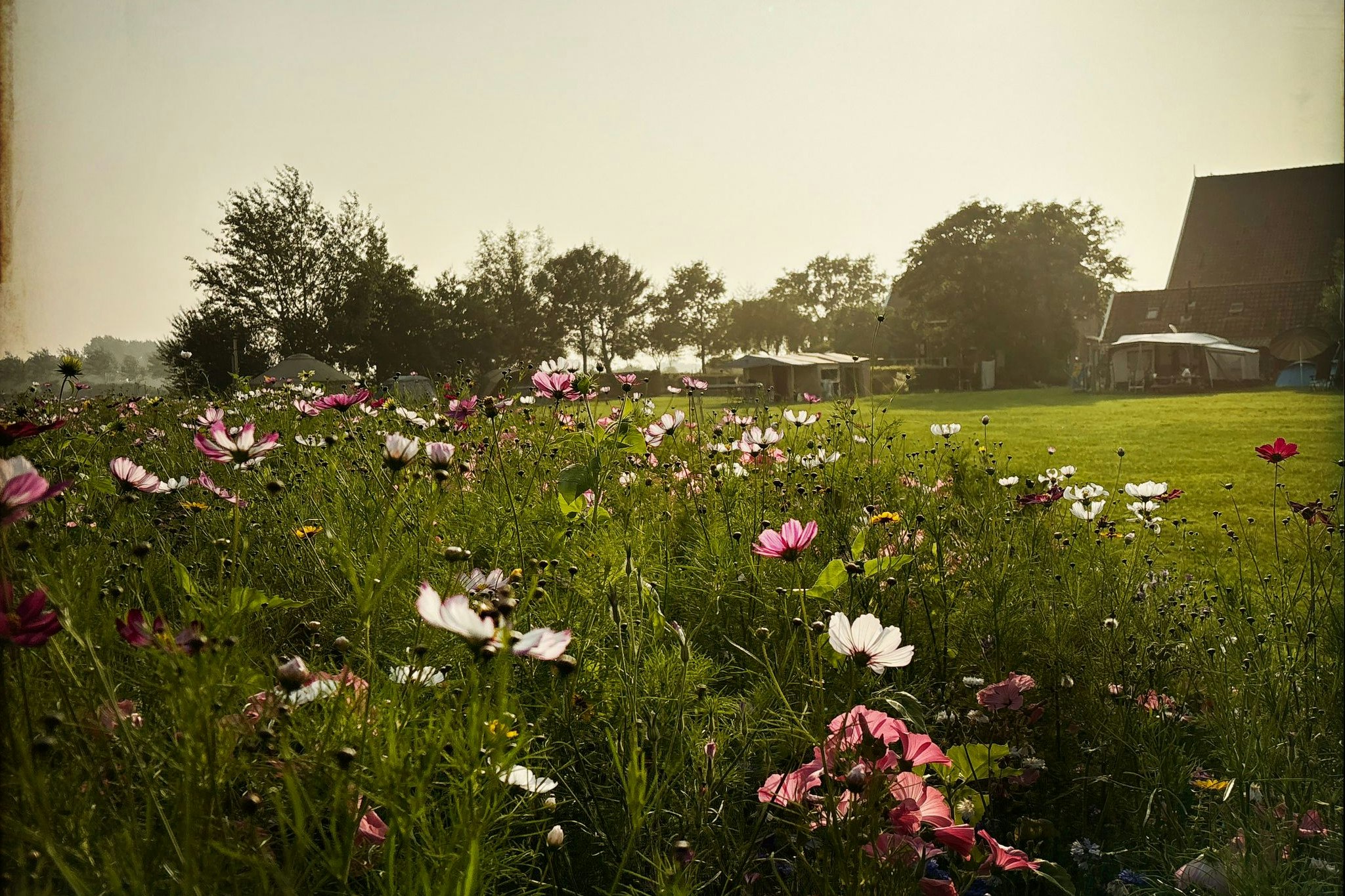 Minicamping Oranjepolder - Standplatzwiese auf dem Campingplatz
