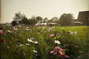 Minicamping Oranjepolder - Standplatzwiese auf dem Campingplatz