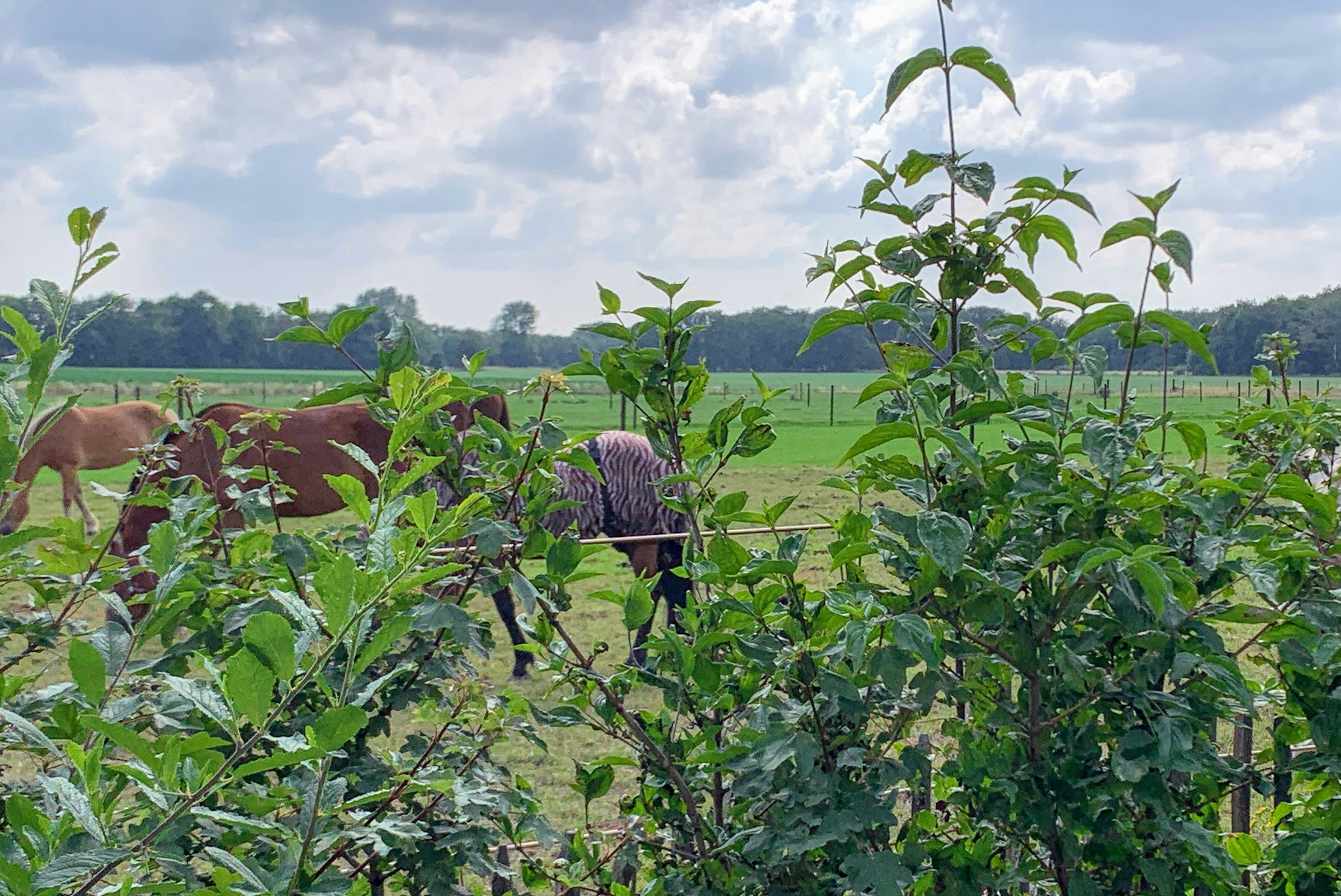 Minicamping Petit013 - Pferdekoppeln in der Umgebung des Campingplatzes