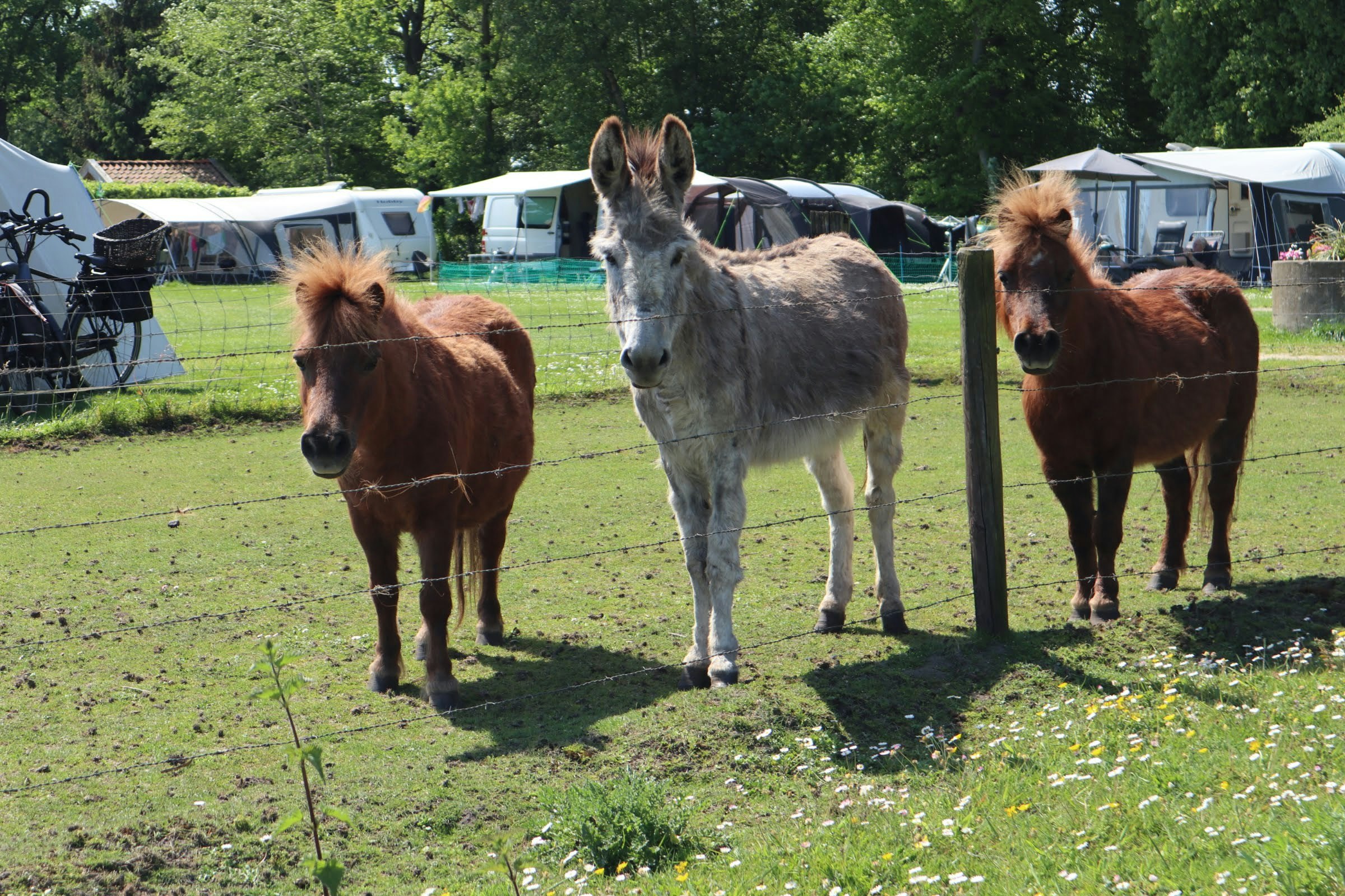 Minicamping 't Fleerhof - Esel und Ponys auf der Wiese des Campingplatzes