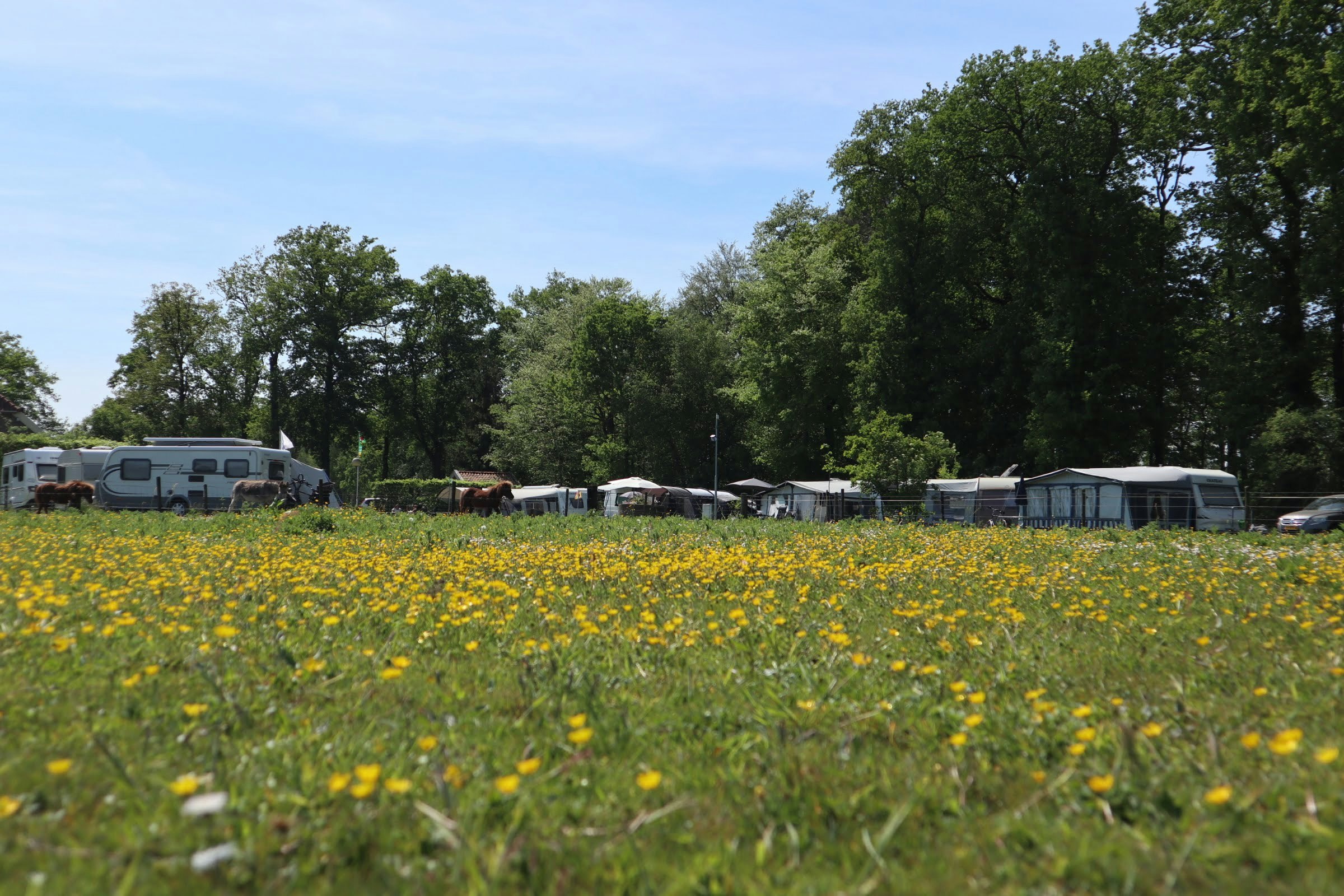 Minicamping 't Fleerhof - Standplätze auf der Wiese auf dem Campingplatz