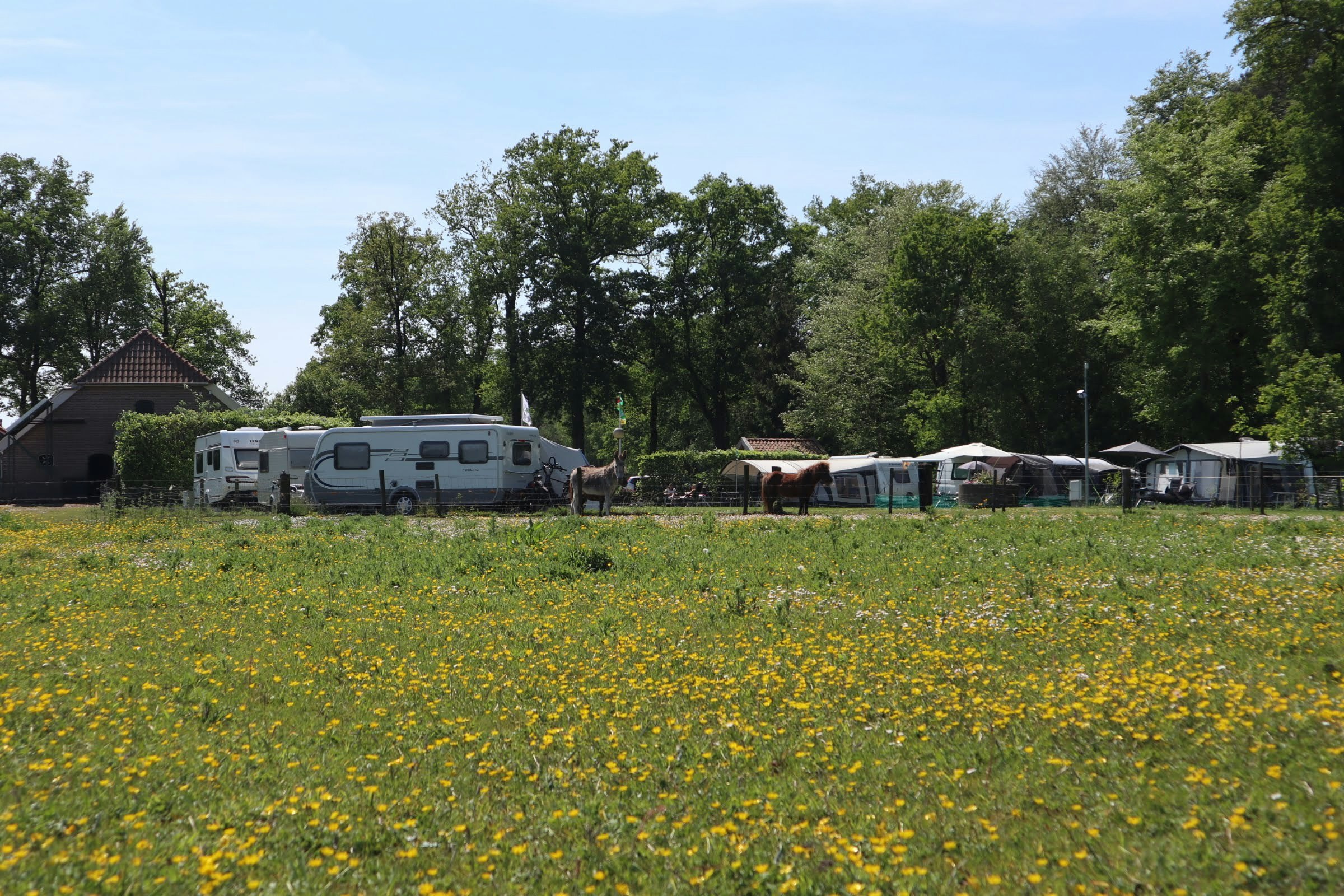 Minicamping 't Fleerhof - Standplatzwiese auf dem Campingplatz
