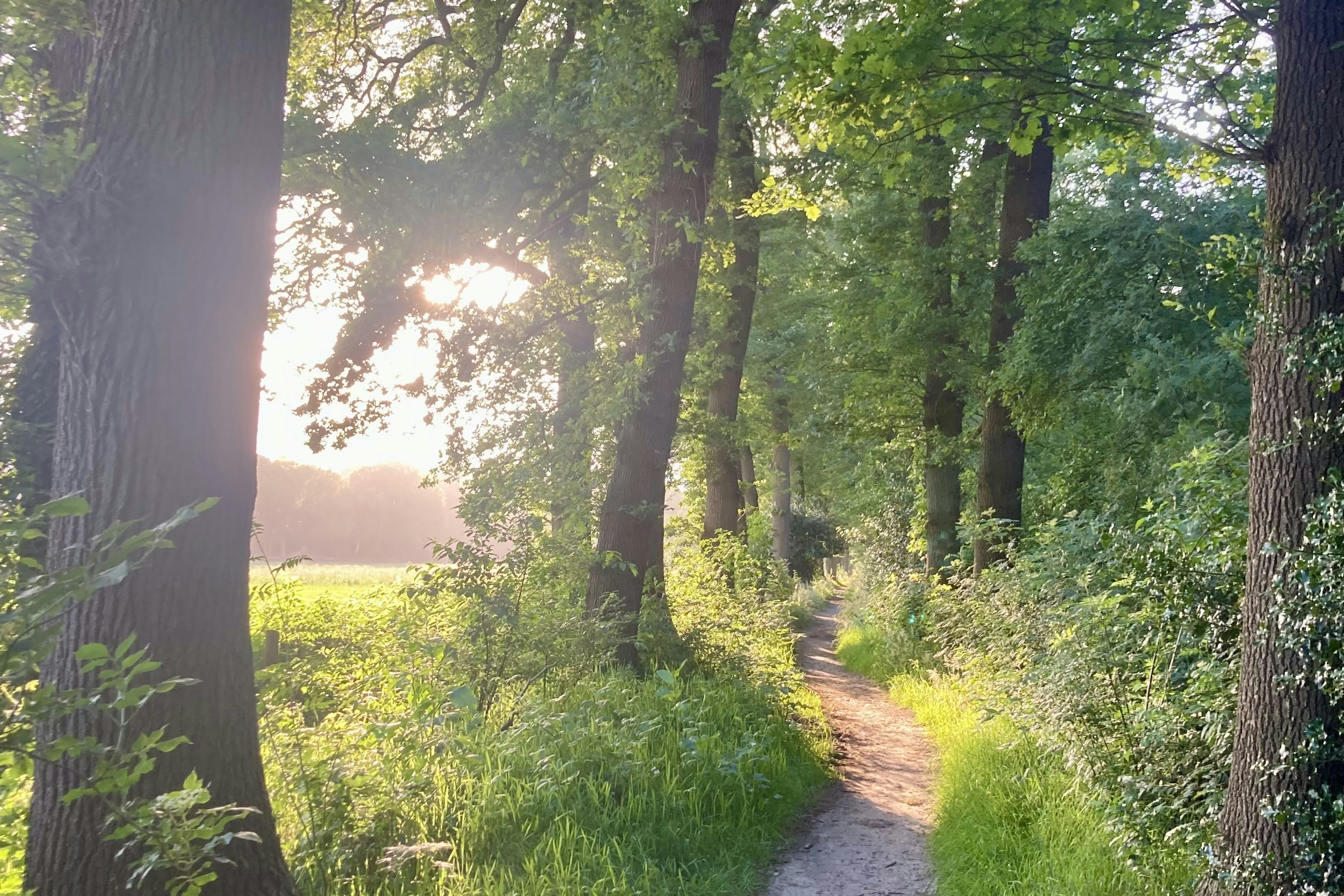Minicamping 't Gagel - Wanderwege im Wald in der Umgebung des Campingplatzes