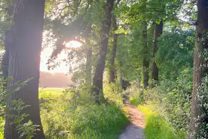Minicamping 't Gagel - Wanderwege im Wald in der Umgebung des Campingplatzes