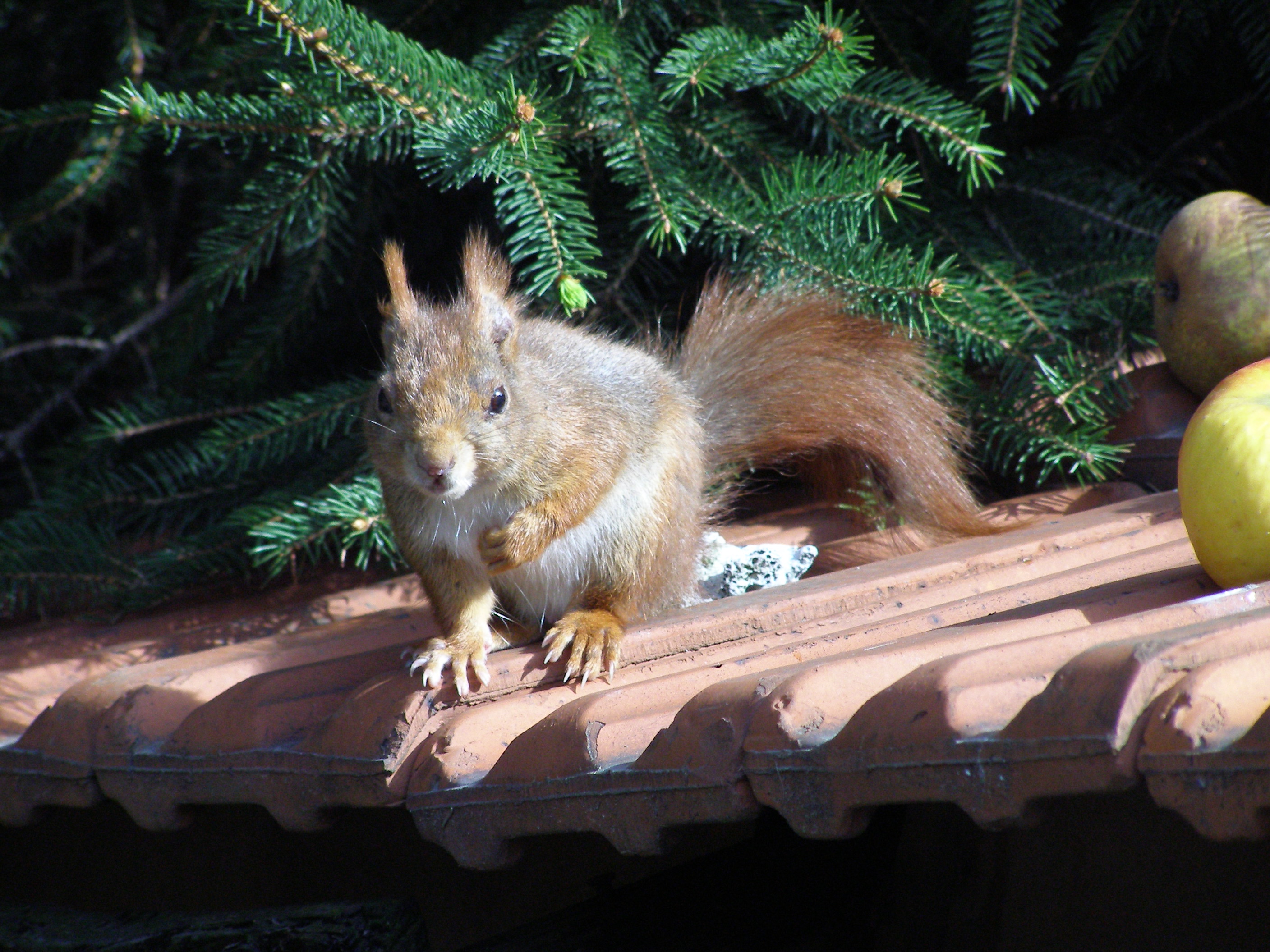 Minicamping 't Haasje