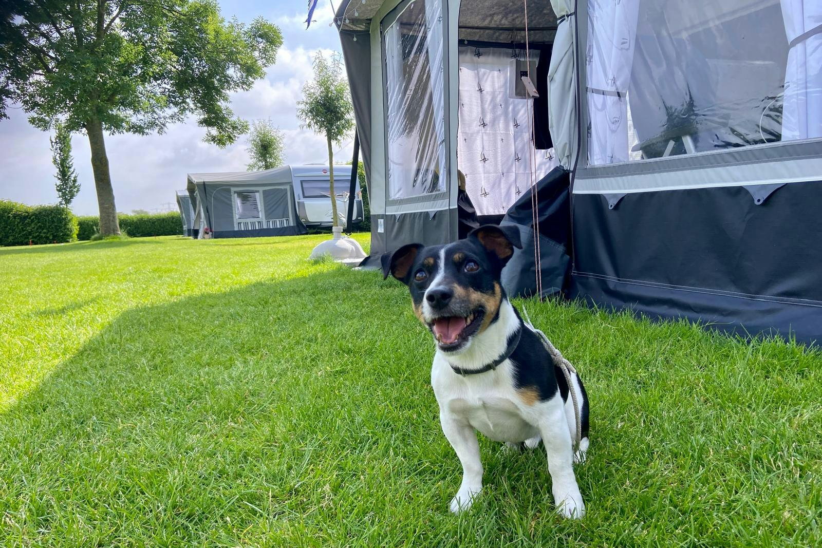 Minicamping 't Kwedammertje - Hund  auf Wiese