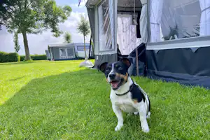 Hund auf grünem Rasen vor einem Campingzelt mit Vorhang und Fenstern, im Hintergrund weitere Zelte und Bäume.