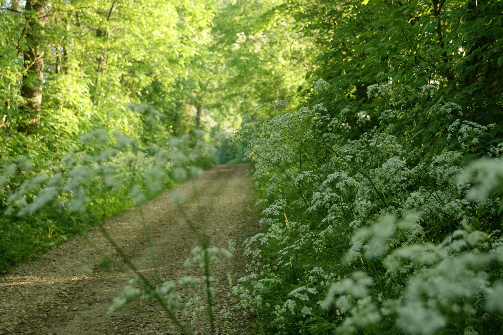 Waldweg durch grünes Buschwerk und hohe Bäume, im Vordergrund blühende Pflanzen und unscharfe Gräser.