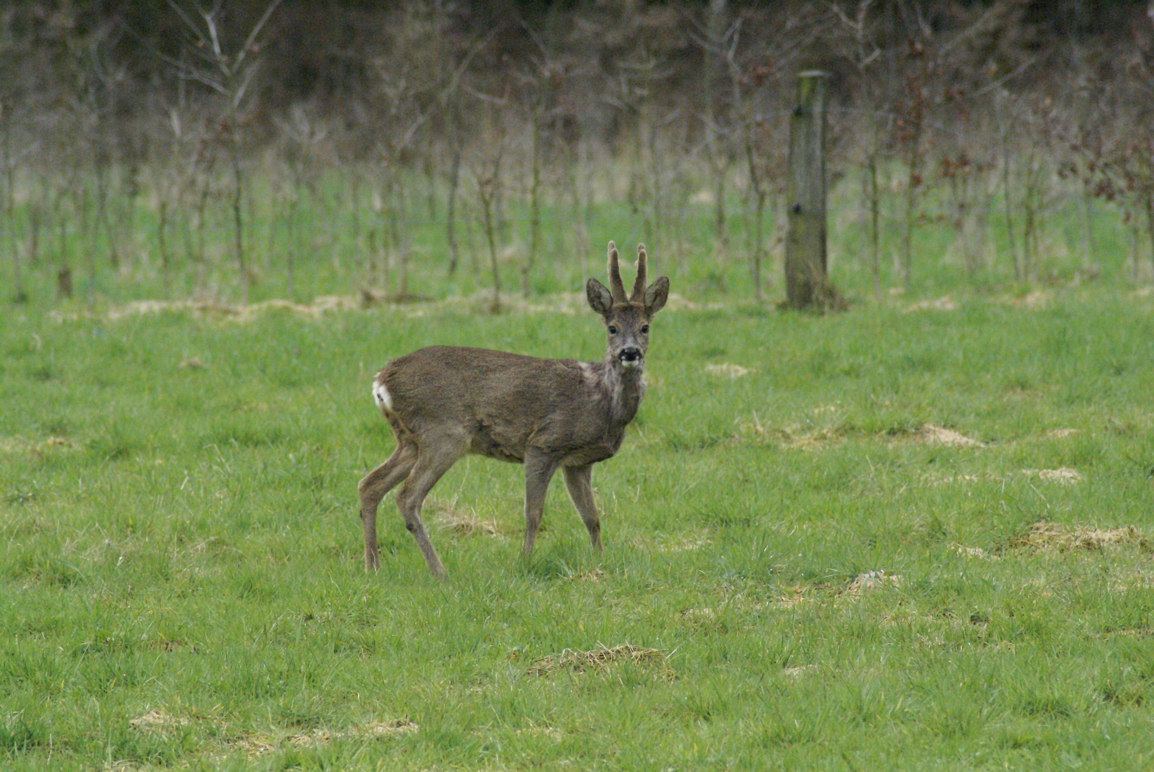 Minicamping Veenemaat
