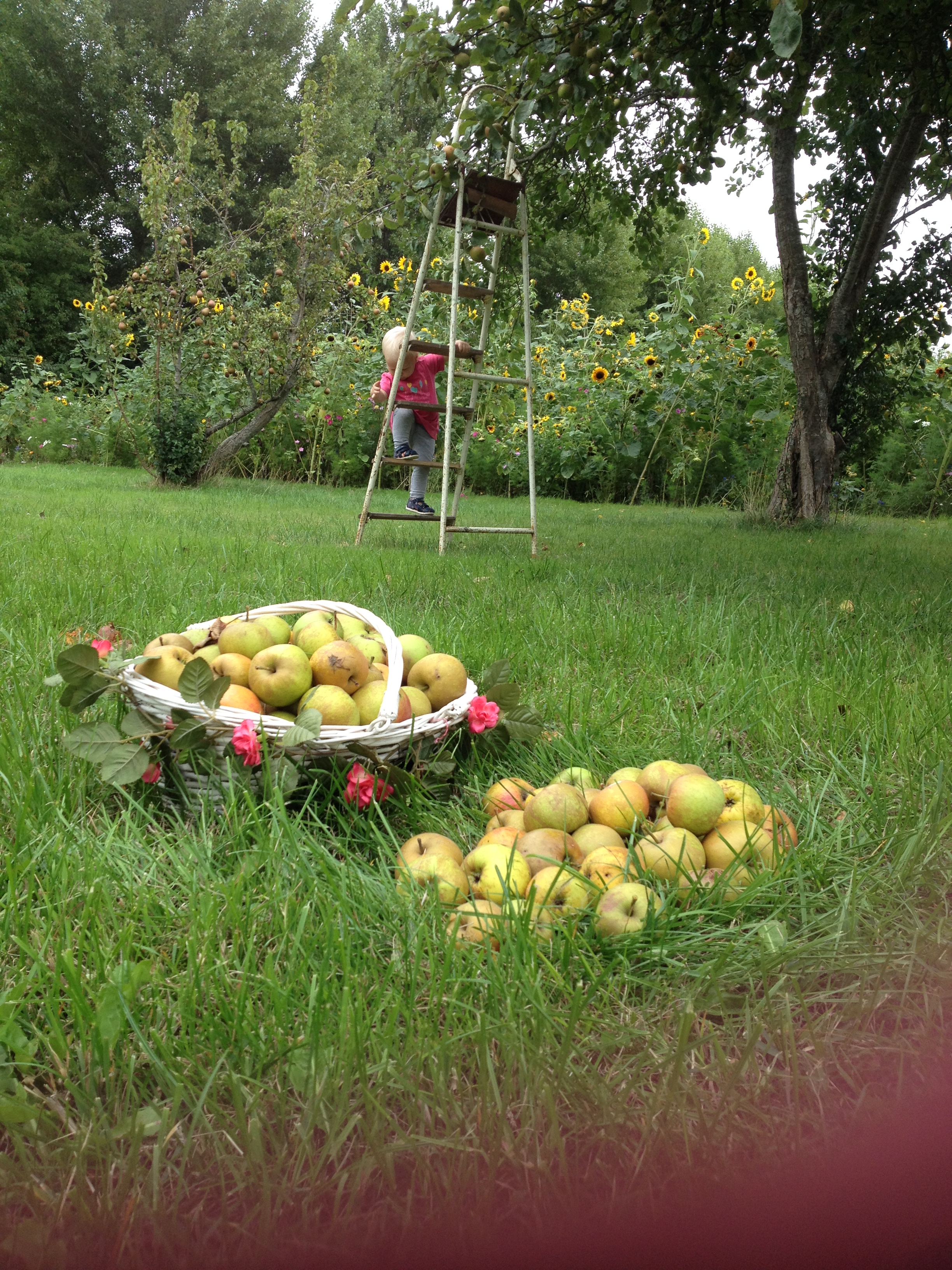 Minicamping Westerwijk