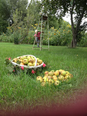 Minicamping Westerwijk
