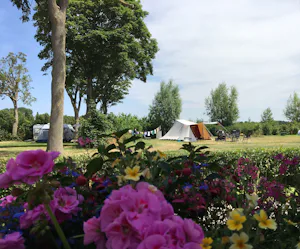 Minicamping Westerwijk