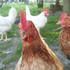 Minicamping Zonnehoek