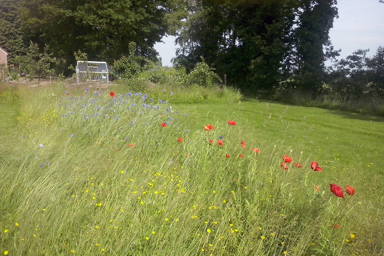Minicamping Zorg-en-Vrij - Blumenwiese auf dem Campingplatz