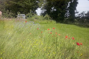 Minicamping Zorg-en-Vrij - Blumenwiese auf dem Campingplatz