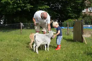 Ein Mann und ein Kind füttern eine Ziege auf einer grünen Wiese am Campingplatz, im Hintergrund Zaun und Bäume.