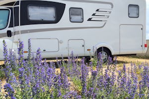 Møn Strandcamping - Ulvshale - Wohnmobil auf dem Campingplatz mit Lavendel