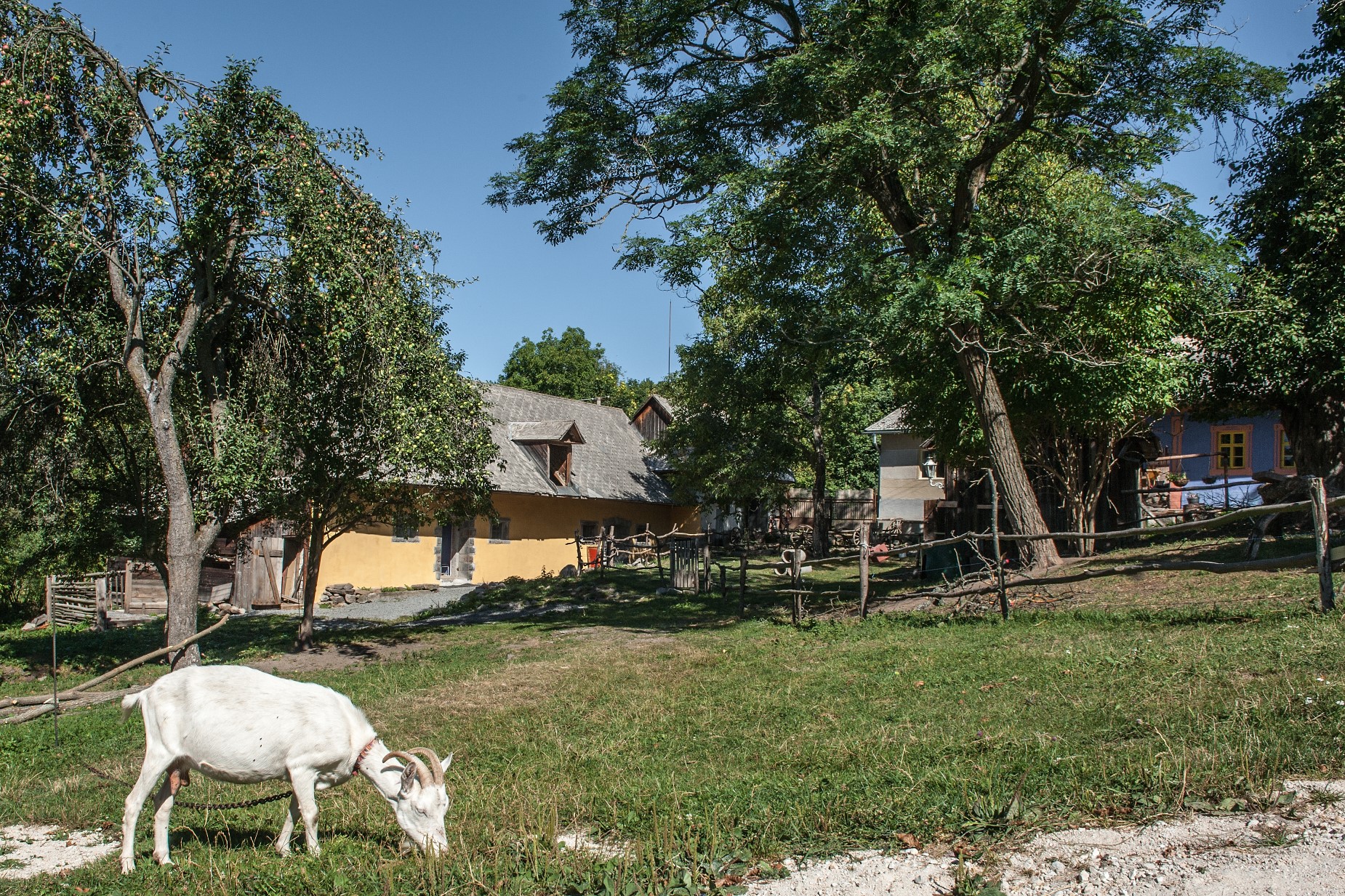 Ziege auf einer Wiese vor einem Campingplatz mit Haus, Terrasse und Bäumen im Hintergrund.