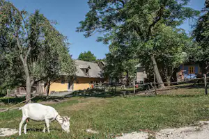 Ziege auf einer Wiese vor einem Campingplatz mit Haus, Terrasse und Bäumen im Hintergrund.