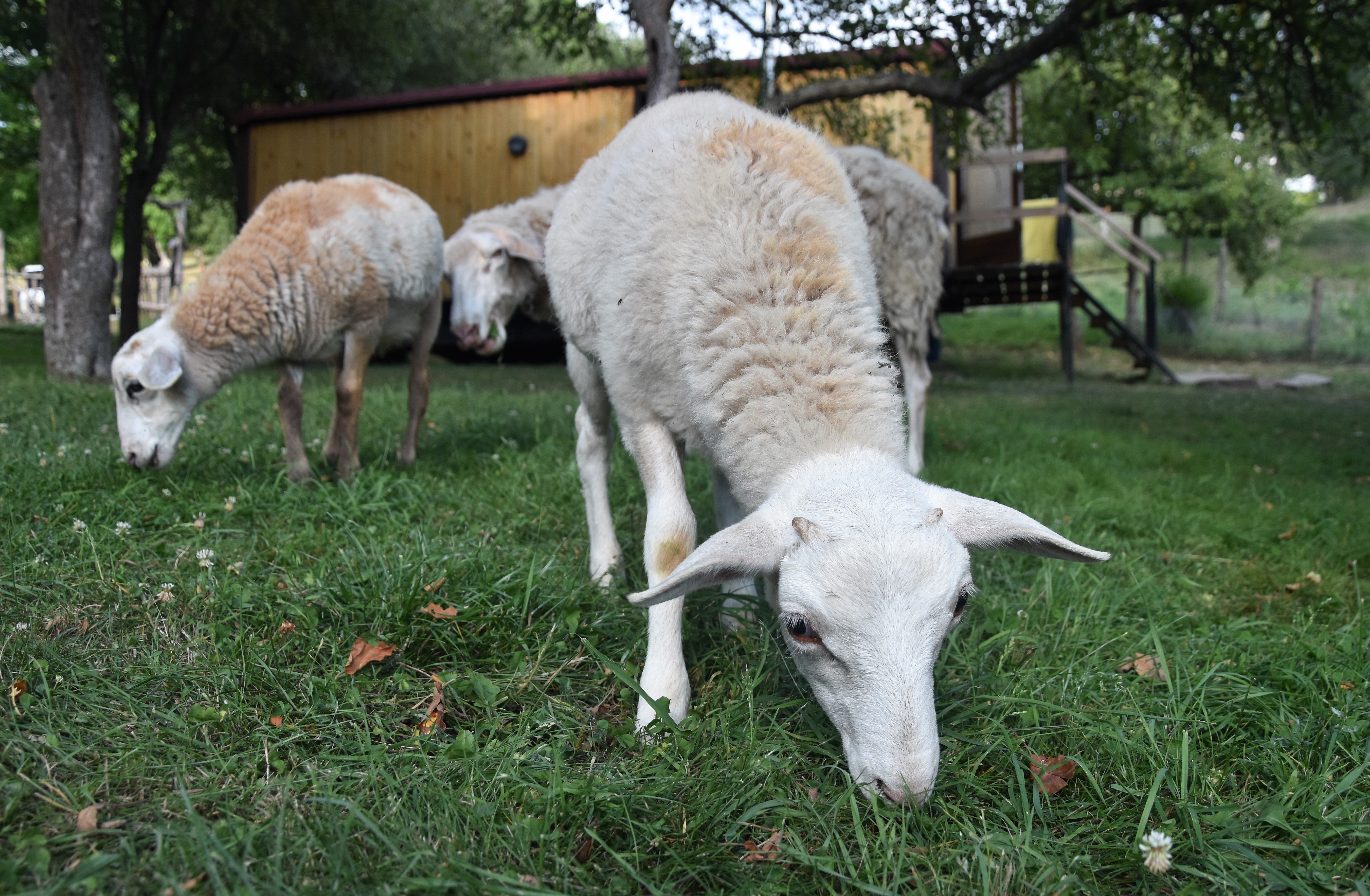 Schafe grasen auf grünem Gras im Campinggarten, im Hintergrund ein Zaun und ein Gebäude.