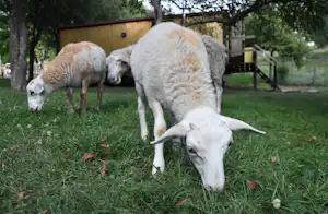 Schafe grasen auf grünem Gras im Campinggarten, im Hintergrund ein Zaun und ein Gebäude.