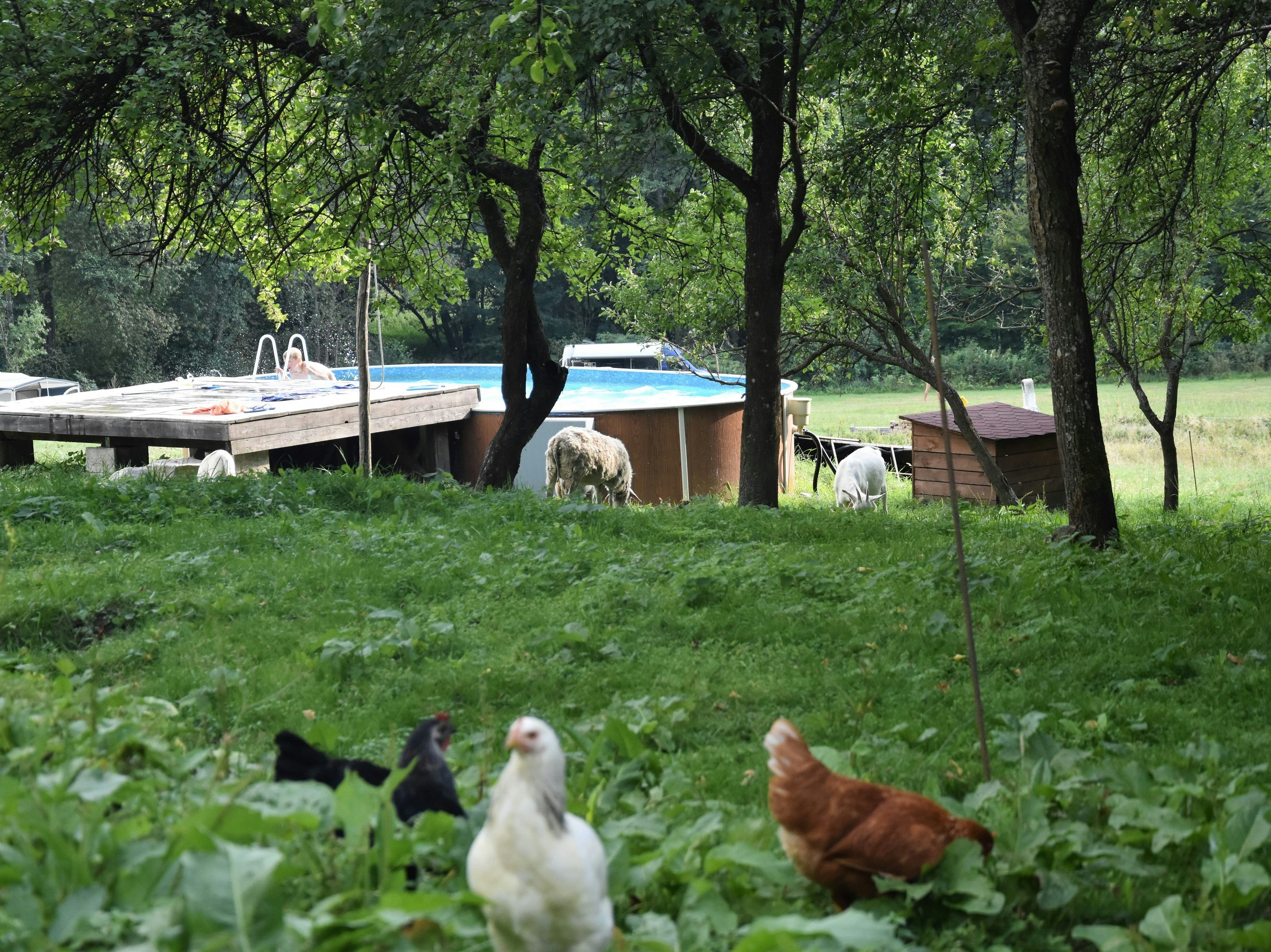 Modrá Farma