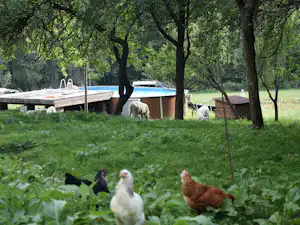 Hühner im grünen Gras vor einem Campingplatz mit Wohnwagen, Bäumen und einem Holztisch am Stellplatz.