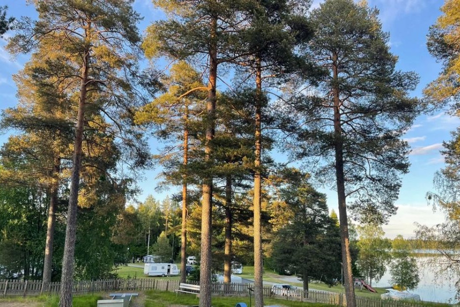 Mosjöns Camping - Standplätze zwischen den Bäumen auf dem Campingplatz