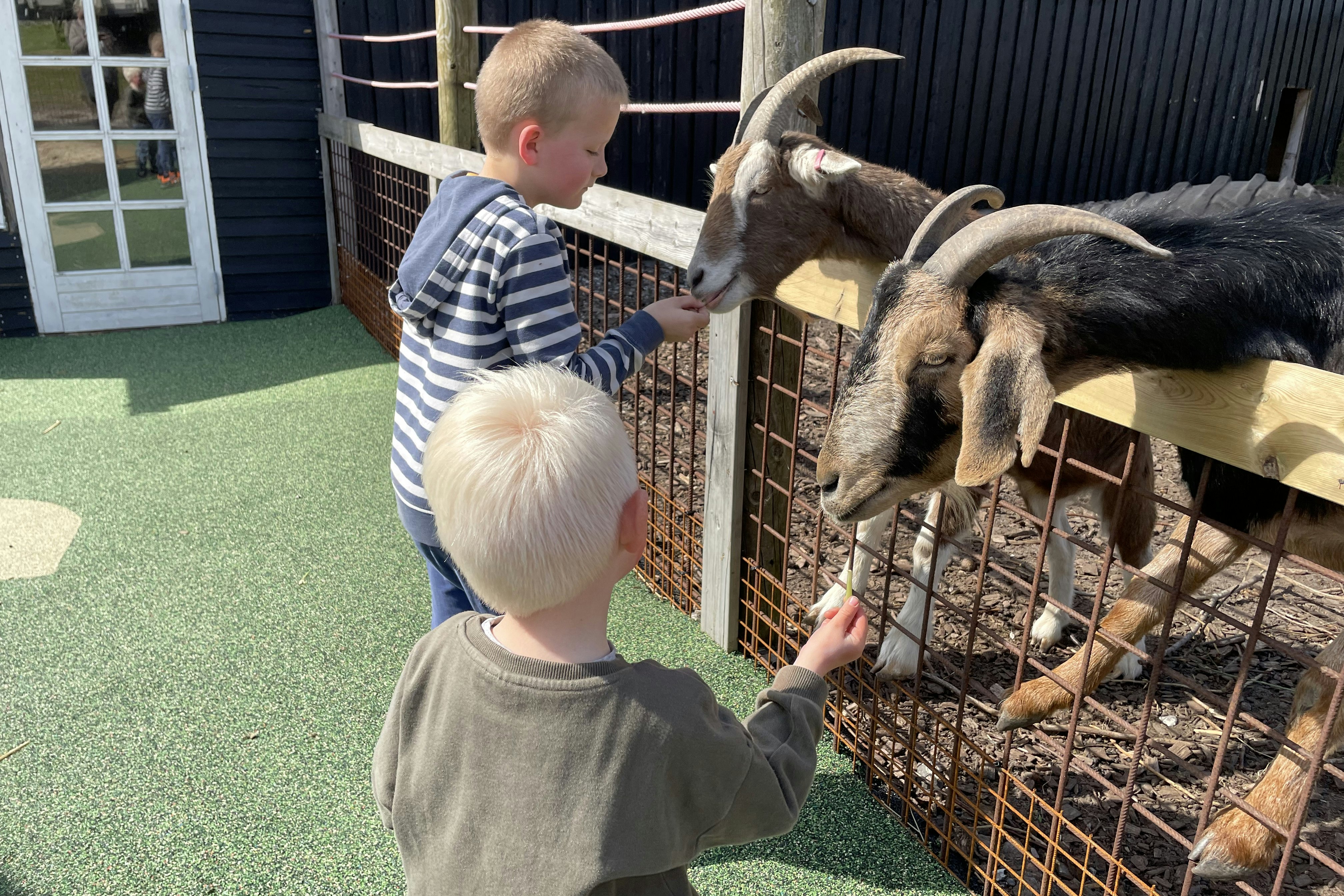 Myrhøj Camping - Ziegen im Streichelzoo des Campingplatzes