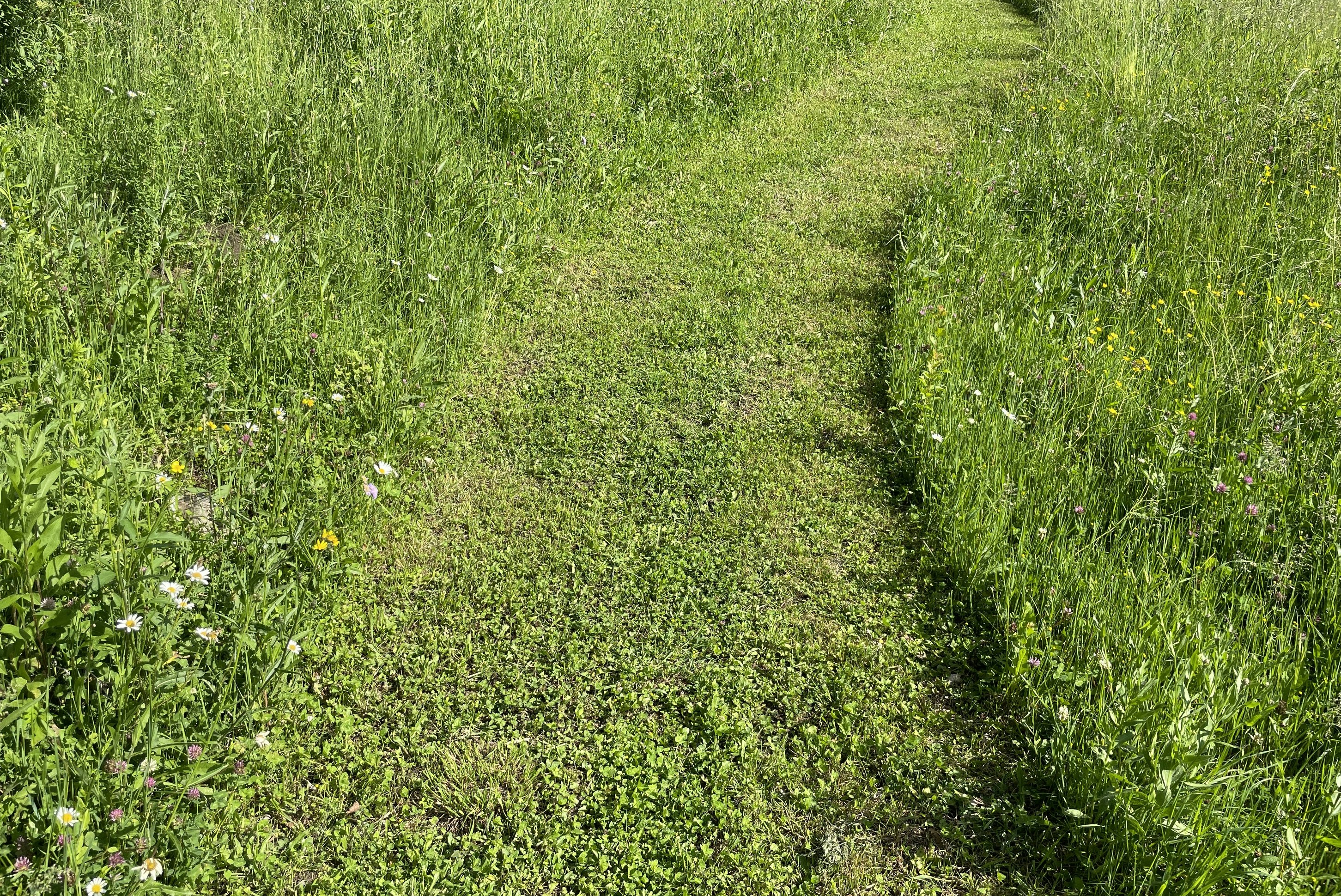 Na Škaluc Camping - Wiese auf dem Campingplatz
