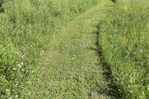 Na Škaluc Camping - Wiese auf dem Campingplatz