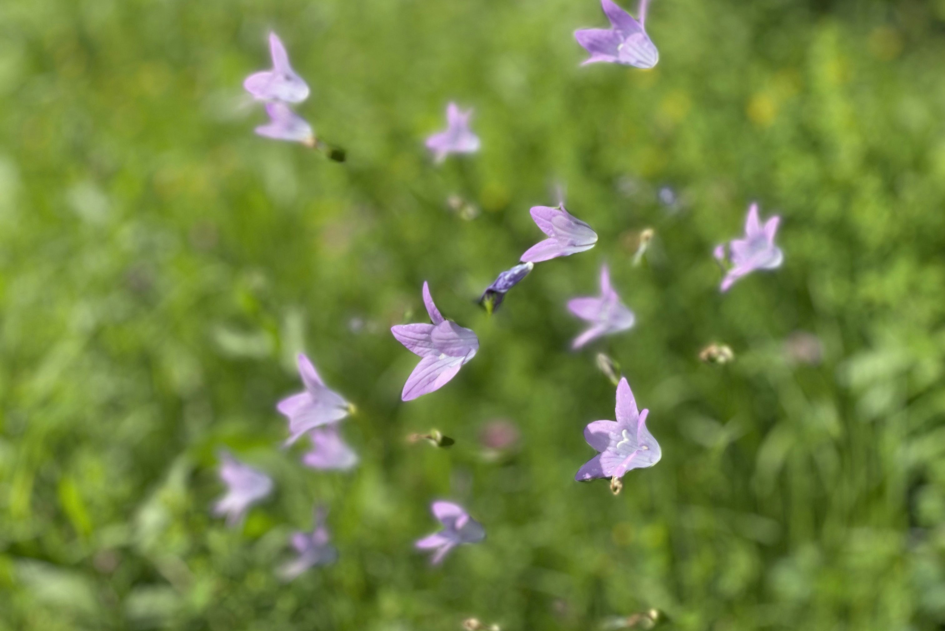 Na Škaluc Camping - Wildblumen auf der Wiese des Campingplatzes