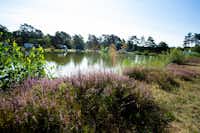 Naturcamping Lüneburger Heide - das Seeufer mit Blick auf die Stellplätze